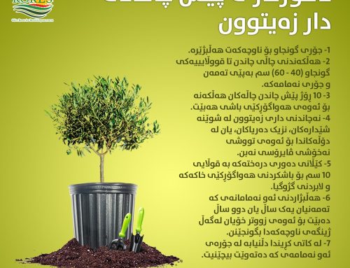 ئامۆژگاری پێش چاندنی دار زەیتوون