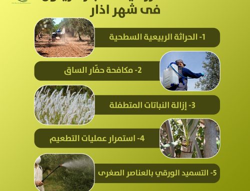 الخدمات الزراعیە لاشجار الزیتون فی شهر اذار