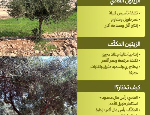 الزیتون العادي او الزيتون المكثف