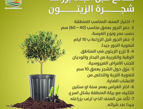 نصائح قبل البدء بزراعة شجرة الزيتون