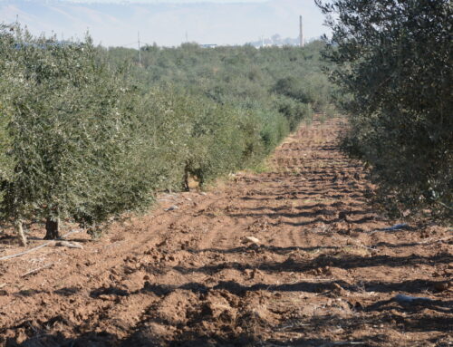 نحو اتجاه علمي لزراعة أشجار الزيتون في إقليم كردستان