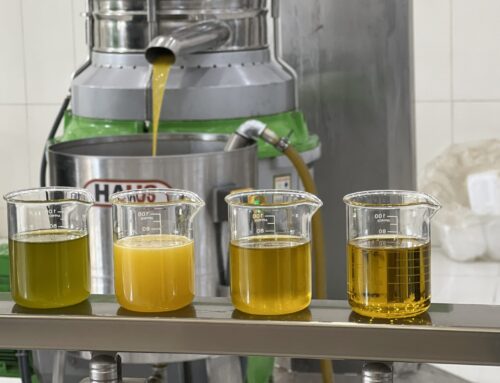 زيت الزيتون البكر الممتاز مقابل الزيت المغشوش