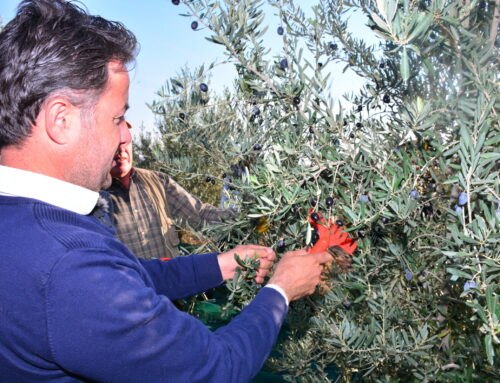 تحديد الوقت الأمثل لحصاد الزيتون لإنتاج زيت زيتون عالي الجودة