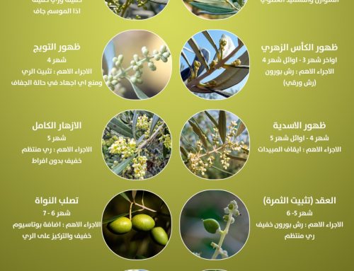دورة حياة ثمرة الزيتون