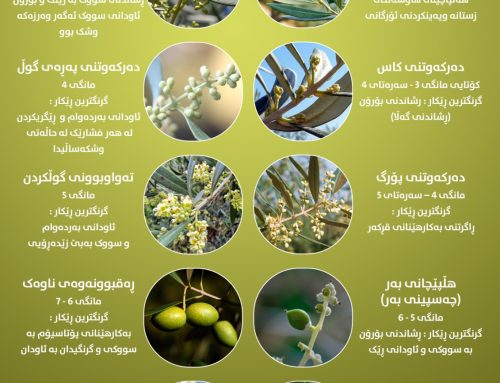 قۆناغەکانی ژیانی بەرهەمی زەیتون