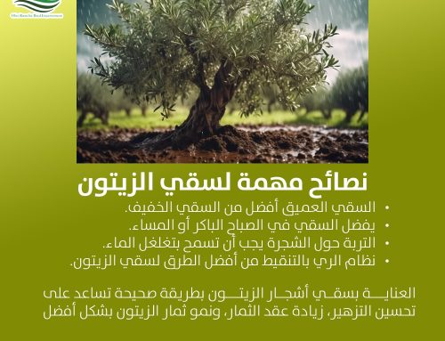 نصائح مهمة لسقي الزيتون