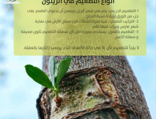 انواع التطعيم في الزيتون