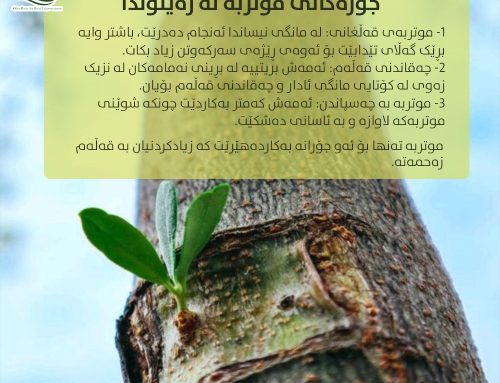 جۆرەکانى موتربە لە زەیتوندا