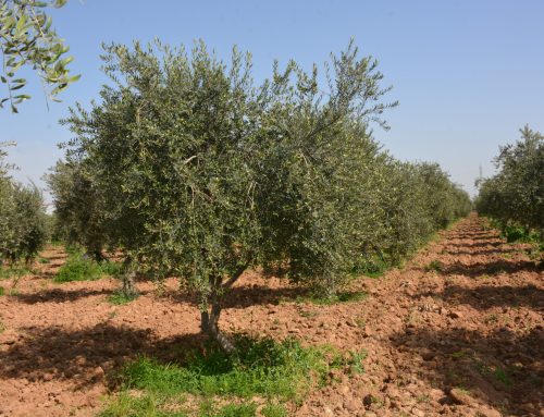 لماذا ينبغي أن تكون زراعة أشجار الزيتون الخيار الافضل في الحزام الأخضر لأربيل؟