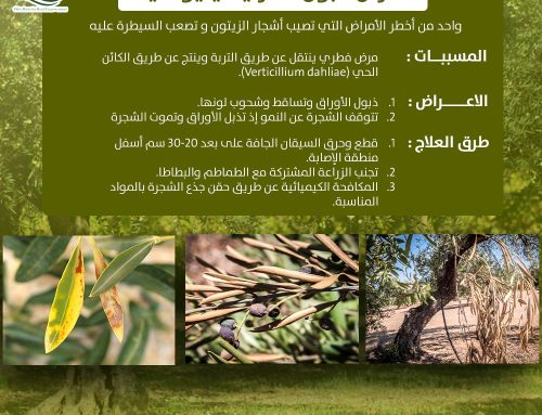 تعرف بمرض ذبول االفرتيسليومي