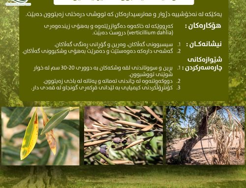 ناسینی نەخۆشی سیسبوونی ڤێرتیسلێۆمی