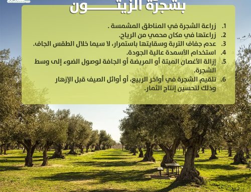 نصائح عامة للعناية بشجرة الزيتون