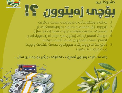 چاندنی زەیتون باشترین و بە سوودترین پڕۆژەی کشتوکاڵییە