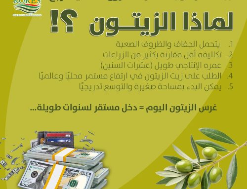 زراعة الزیتون أحسن مشروع فلاحي مربح
